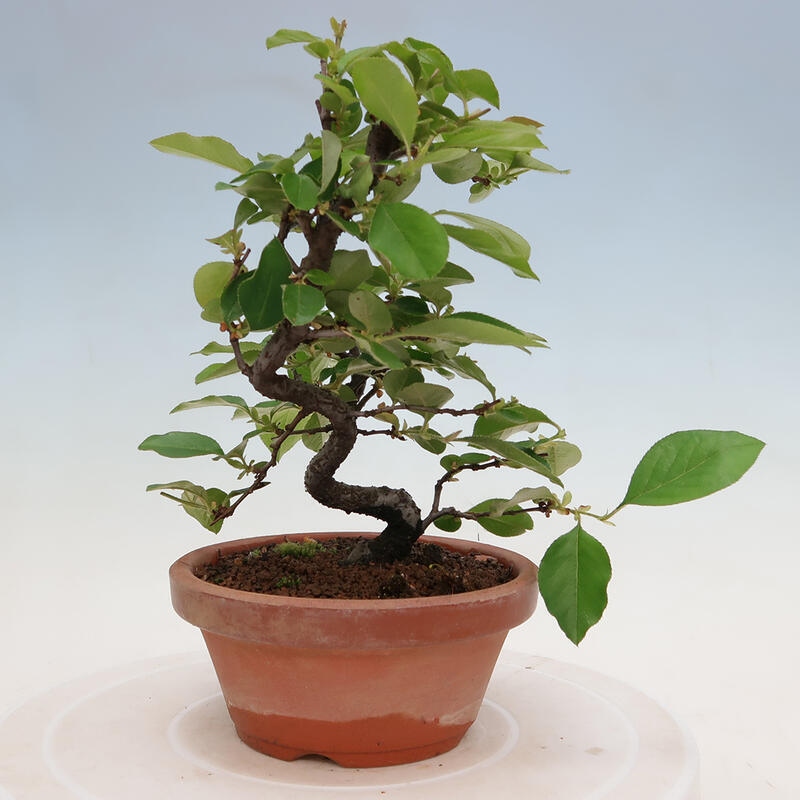 Vonkajšie bonsai - Pseudocydonia sinensis - Duloň čínska