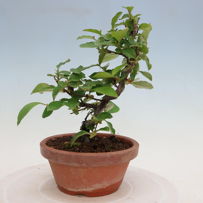 Vonkajšie bonsai - Pseudocydonia sinensis - Duloň čínska