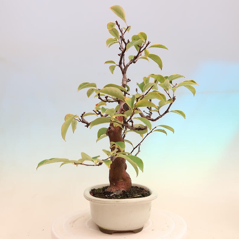 Vonkajšie bonsai - Pseudocydonia sinensis - Dula čínska