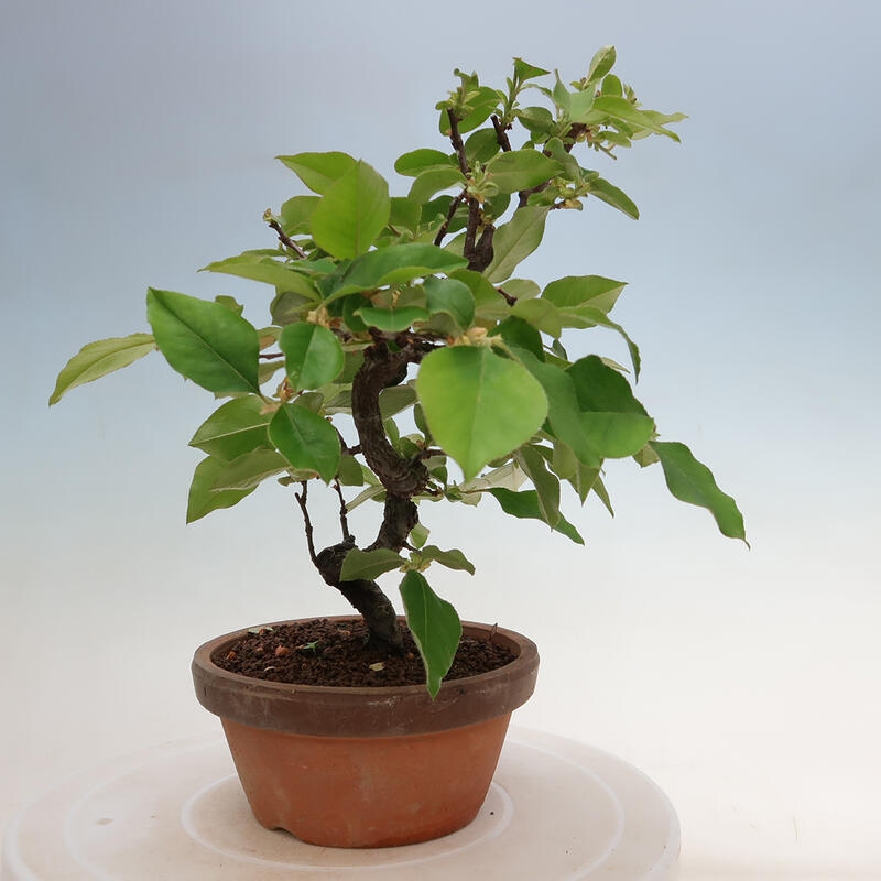 Vonkajšie bonsai - Pseudocydonia sinensis - Duloň čínska