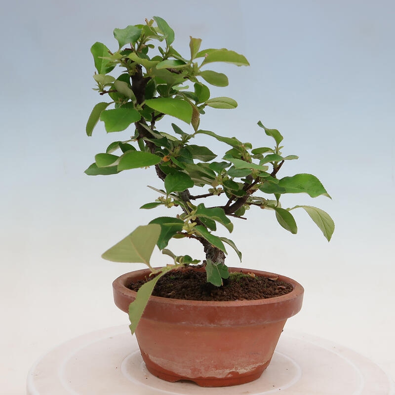 Vonkajšie bonsai - Pseudocydonia sinensis - Duloň čínska