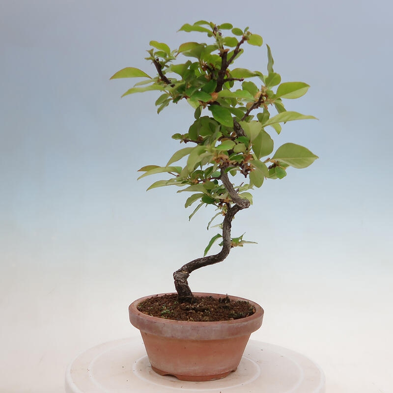 Vonkajšie bonsai - Pseudocydonia sinensis - Duloň čínska