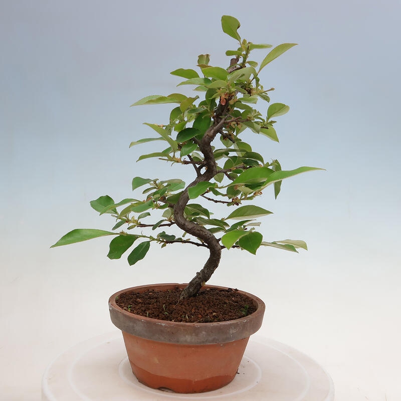 Vonkajšie bonsai - Pseudocydonia sinensis - Duloň čínska