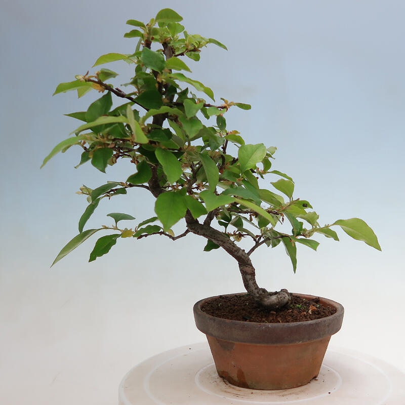 Vonkajšie bonsai - Pseudocydonia sinensis - Duloň čínska