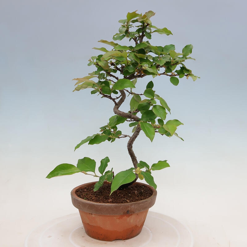 Vonkajšie bonsai - Pseudocydonia sinensis - Duloň čínska