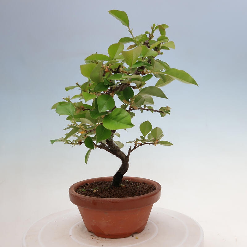 Vonkajšie bonsai - Pseudocydonia sinensis - Duloň čínska