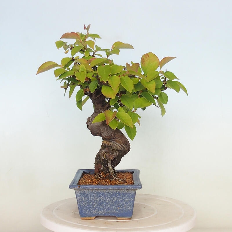 Vonkajšie bonsai - Pseudocydonia sinensis - Kdoloň čínska