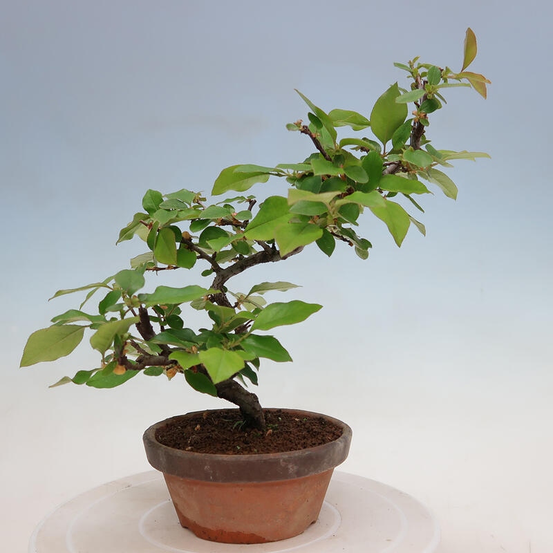 Vonkajšie bonsai - Pseudocydonia sinensis - Duloň čínska