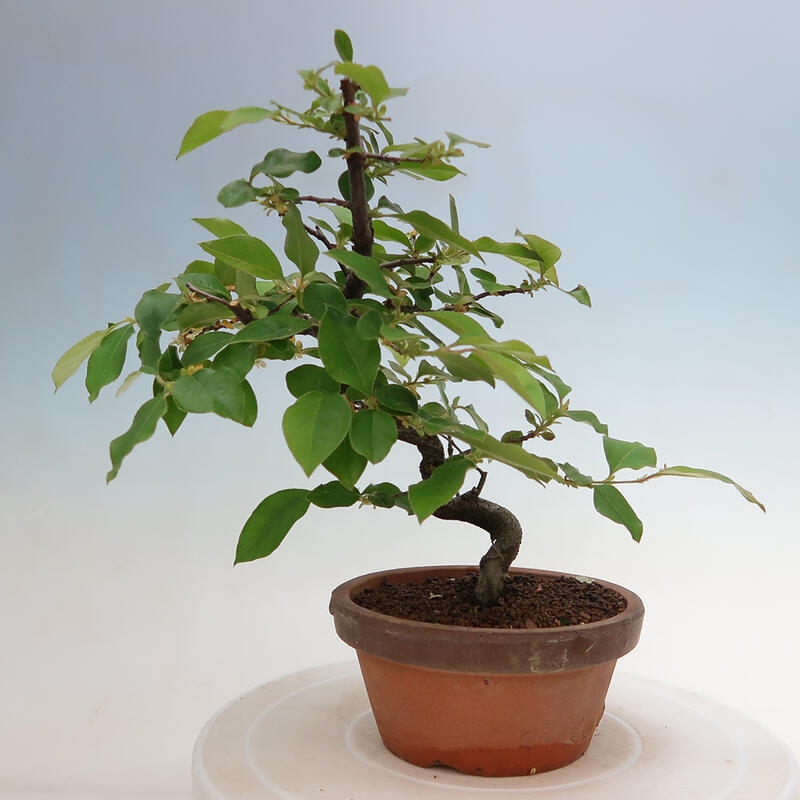 Vonkajšie bonsai - Pseudocydonia sinensis - Duloň čínska