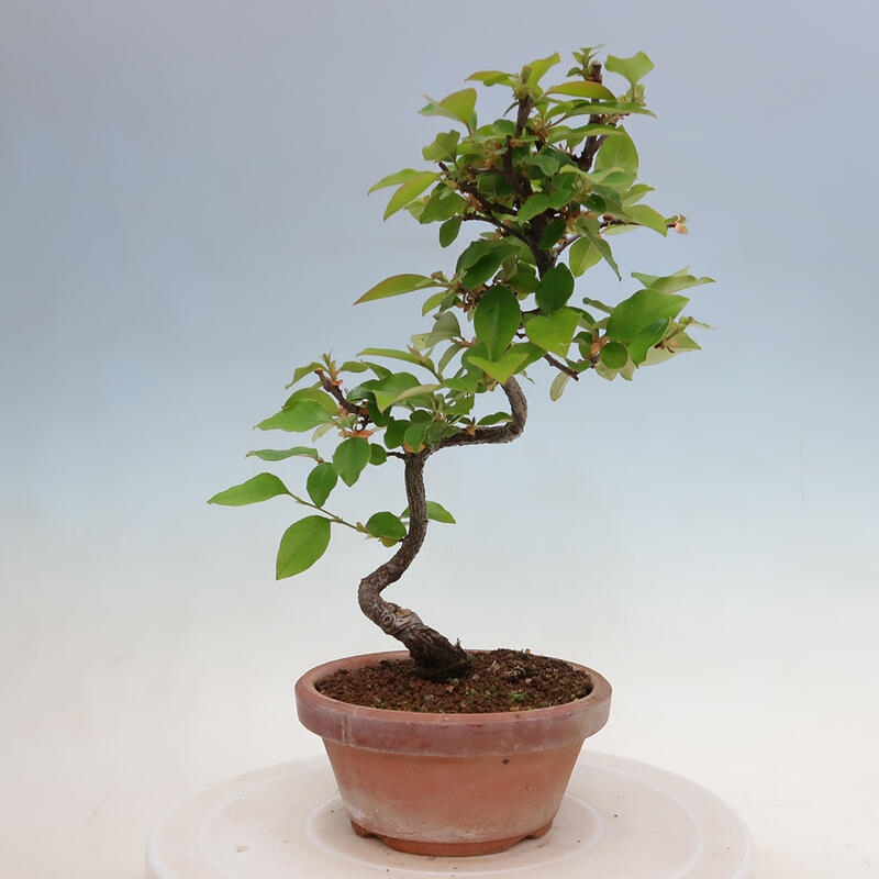 Vonkajšie bonsai - Pseudocydonia sinensis - Duloň čínska