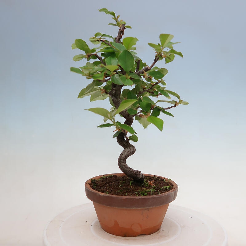 Vonkajšie bonsai - Pseudocydonia sinensis - Duloň čínska