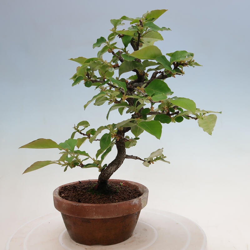 Vonkajšie bonsai - Pseudocydonia sinensis - Duloň čínska