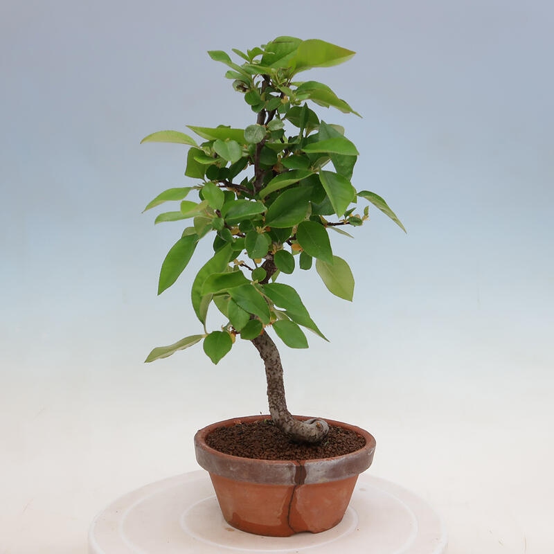 Vonkajšie bonsai - Pseudocydonia sinensis - Duloň čínska