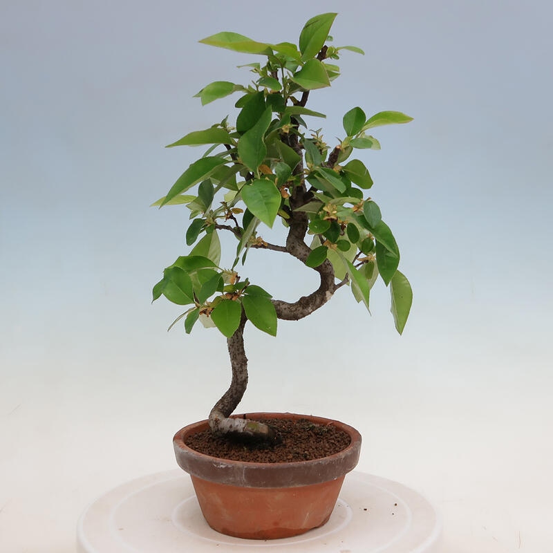 Vonkajšie bonsai - Pseudocydonia sinensis - Duloň čínska