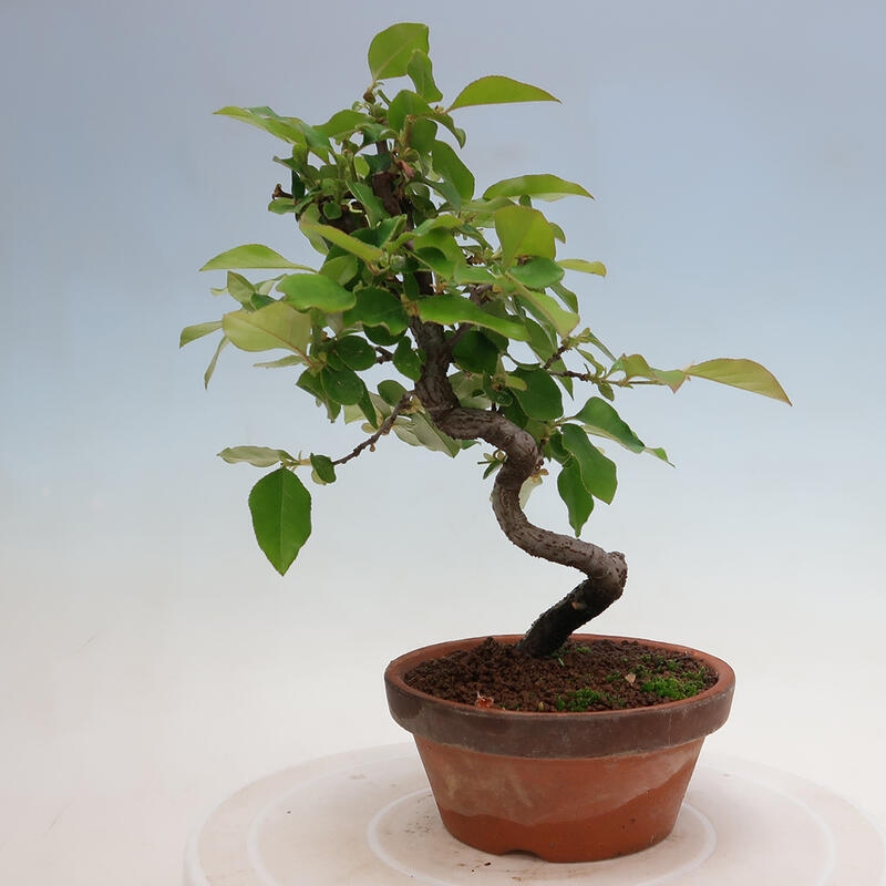 Vonkajšie bonsai - Pseudocydonia sinensis - Duloň čínska