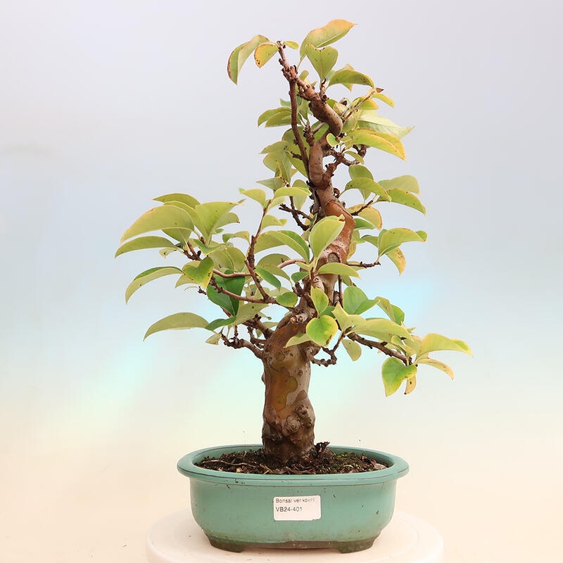 Vonkajšie bonsai - Pseudocydonia sinensis - Dula čínska