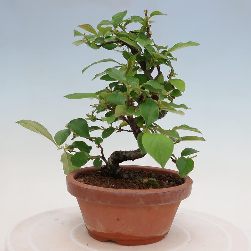 Vonkajšie bonsai - Pseudocydonia sinensis - Duloň čínska