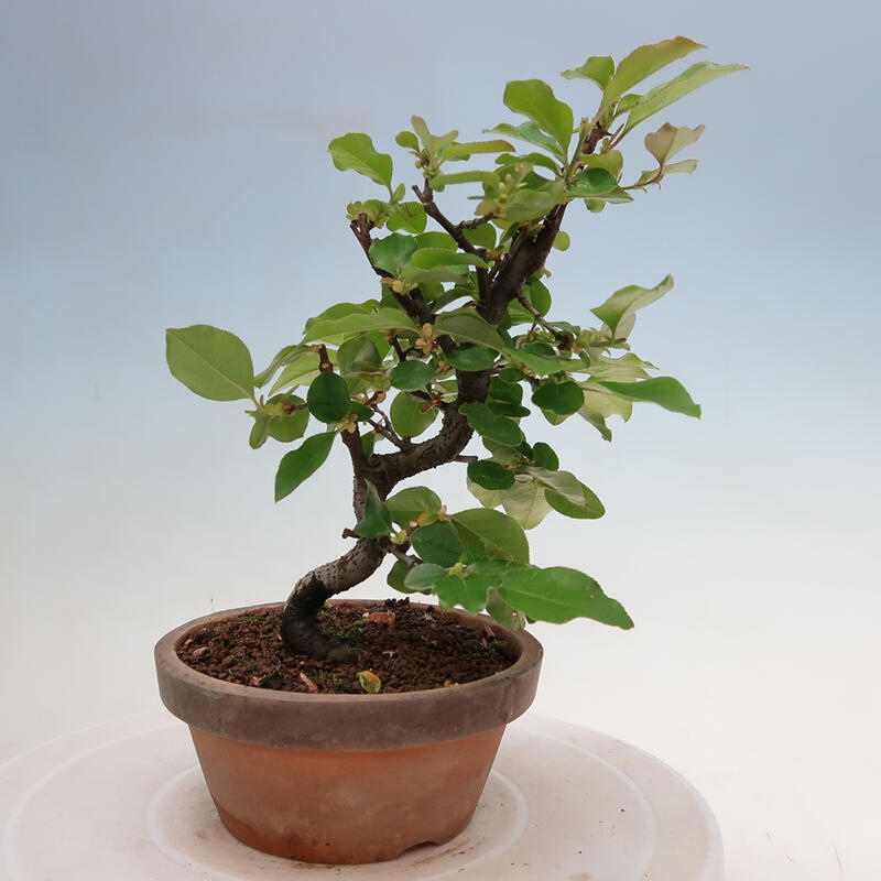 Vonkajšie bonsai - Pseudocydonia sinensis - Duloň čínska