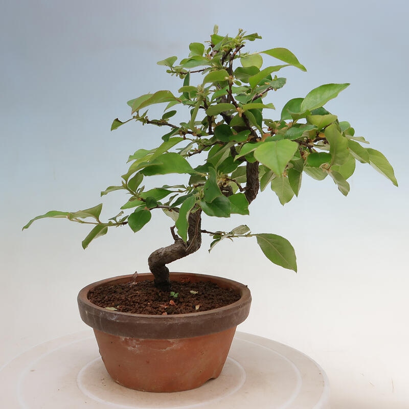 Vonkajšie bonsai - Pseudocydonia sinensis - Duloň čínska