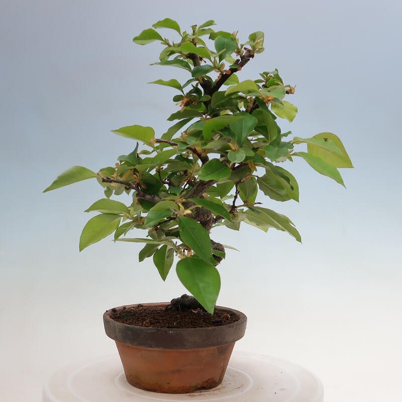 Vonkajšie bonsai - Pseudocydonia sinensis - Duloň čínska