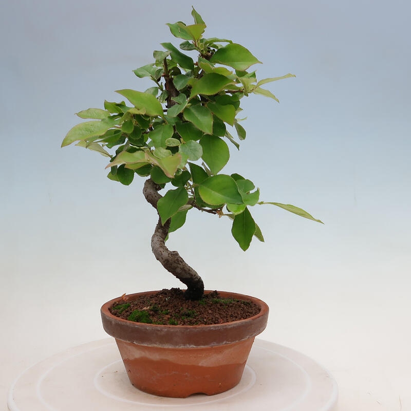 Vonkajšie bonsai - Pseudocydonia sinensis - Duloň čínska