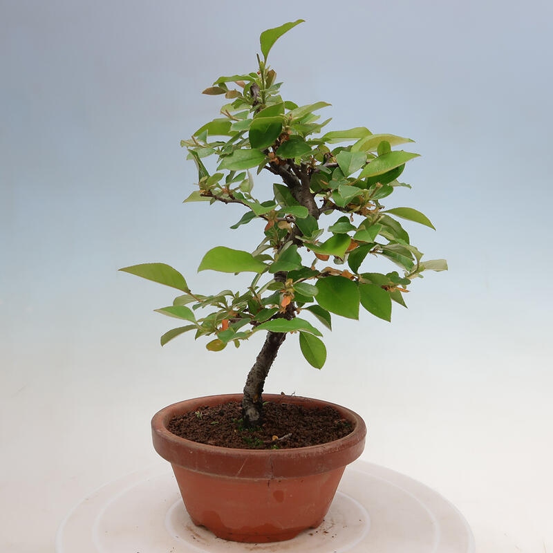 Vonkajšie bonsai - Pseudocydonia sinensis - Duloň čínska