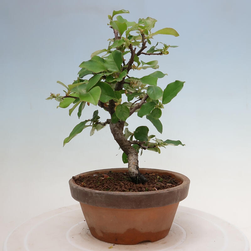 Vonkajšie bonsai - Pseudocydonia sinensis - Duloň čínska