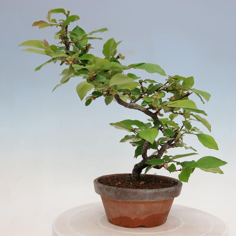 Vonkajšie bonsai - Pseudocydonia sinensis - Duloň čínska