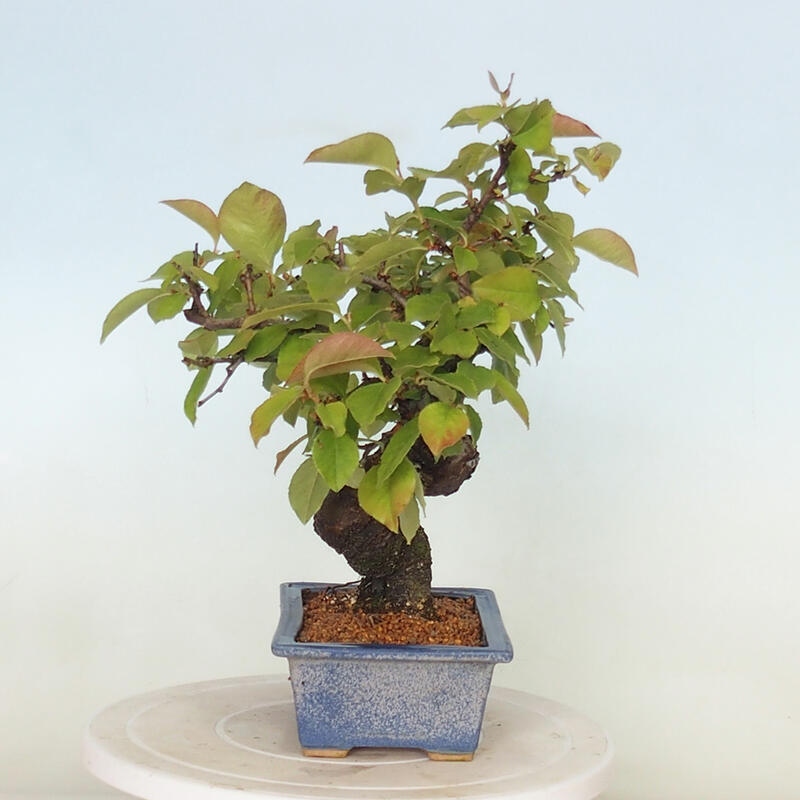 Vonkajšie bonsai - Pseudocydonia sinensis - Kdoloň čínska