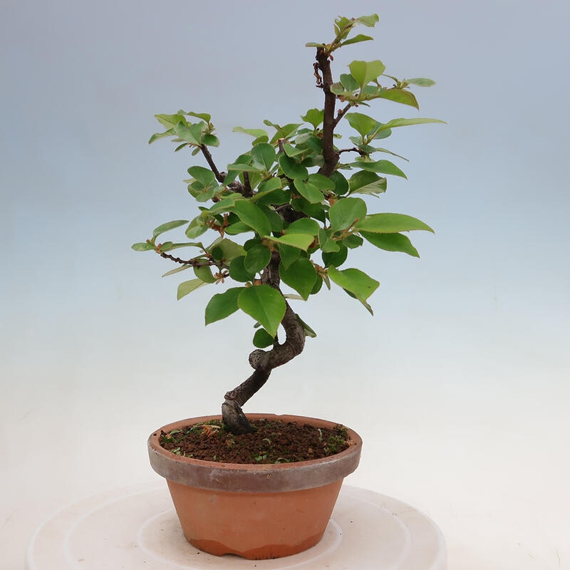 Vonkajšie bonsai - Pseudocydonia sinensis - Duloň čínska