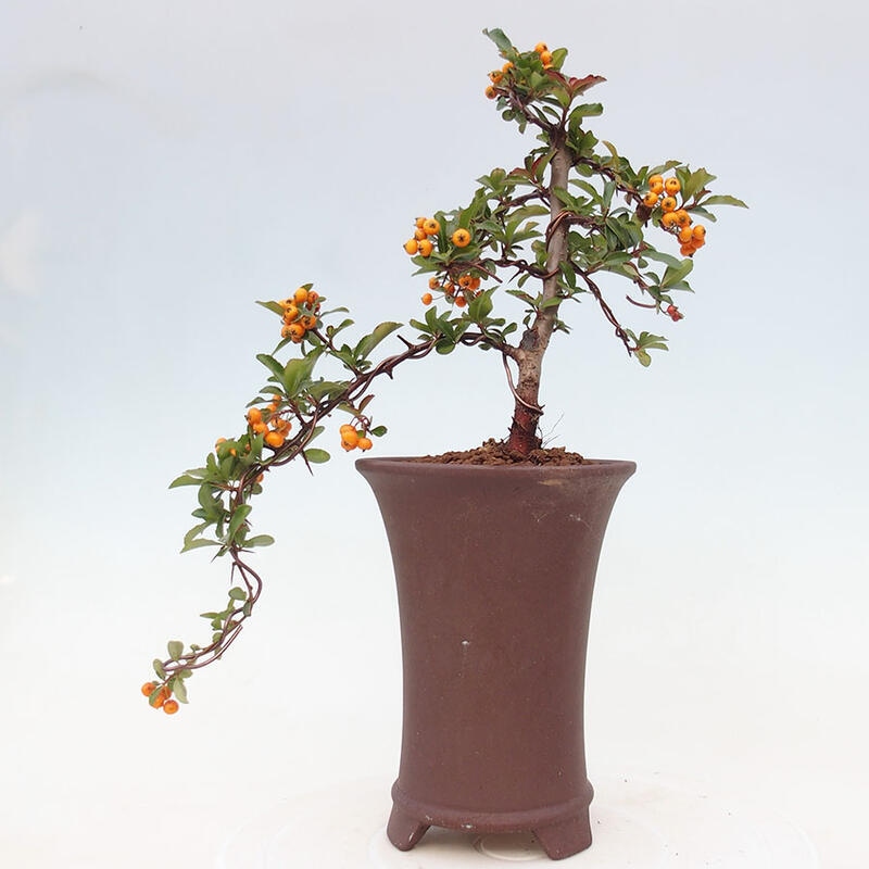 Vonkajší bonsai - Pyracantha tetón - Hlohyňa šarlátová