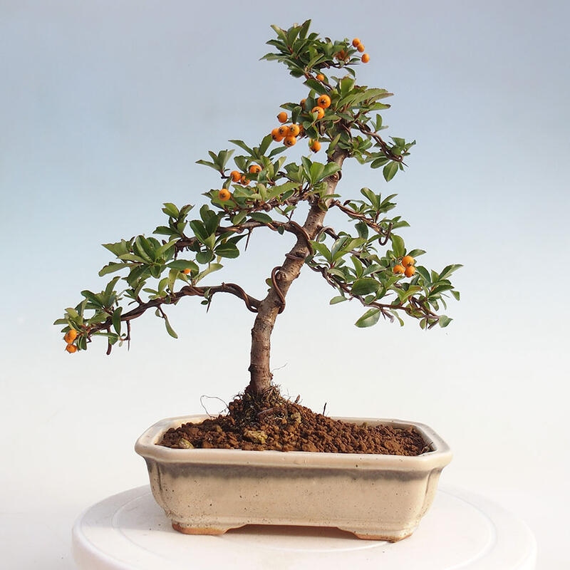 Vonkajší bonsai - Pyracantha tetón - Hlohyňa šarlátová