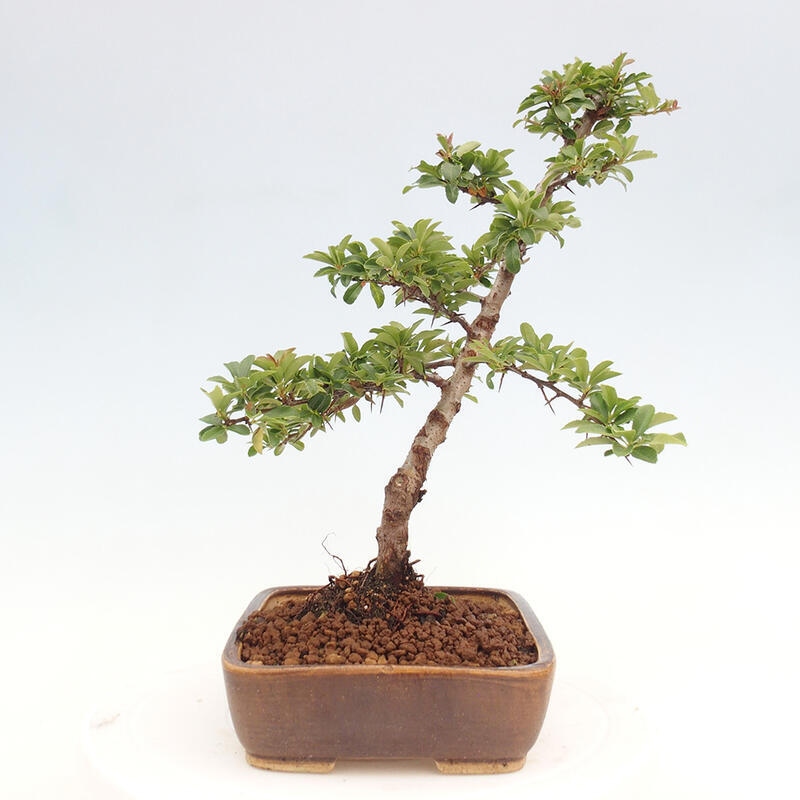 Vonkajší bonsai - Pyracantha tetón - Hlohyňa šarlátová