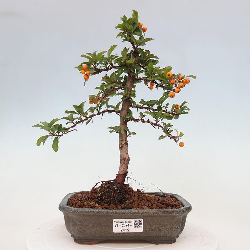 Vonkajší bonsai - Pyracantha tetón - Hlohyňa šarlátová