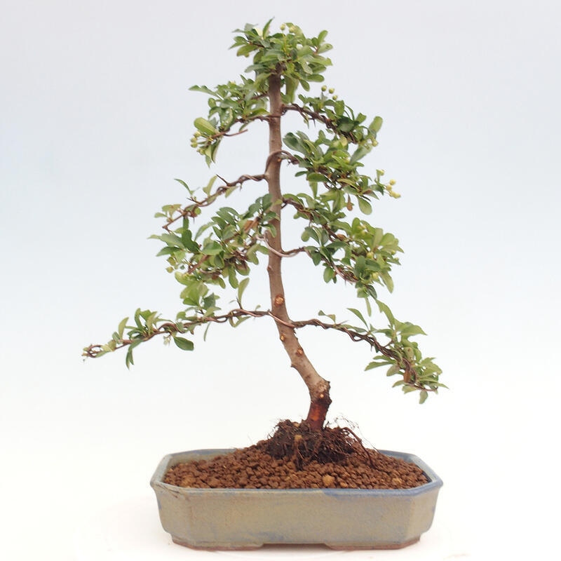 Vonkajší bonsai - Pyracantha tetón - Hlohyňa šarlátová