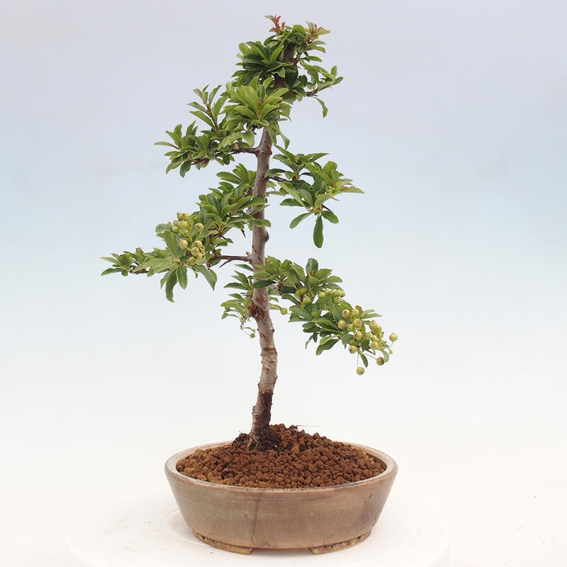 Vonkajší bonsai - Pyracantha tetón - Hlohyňa šarlátová