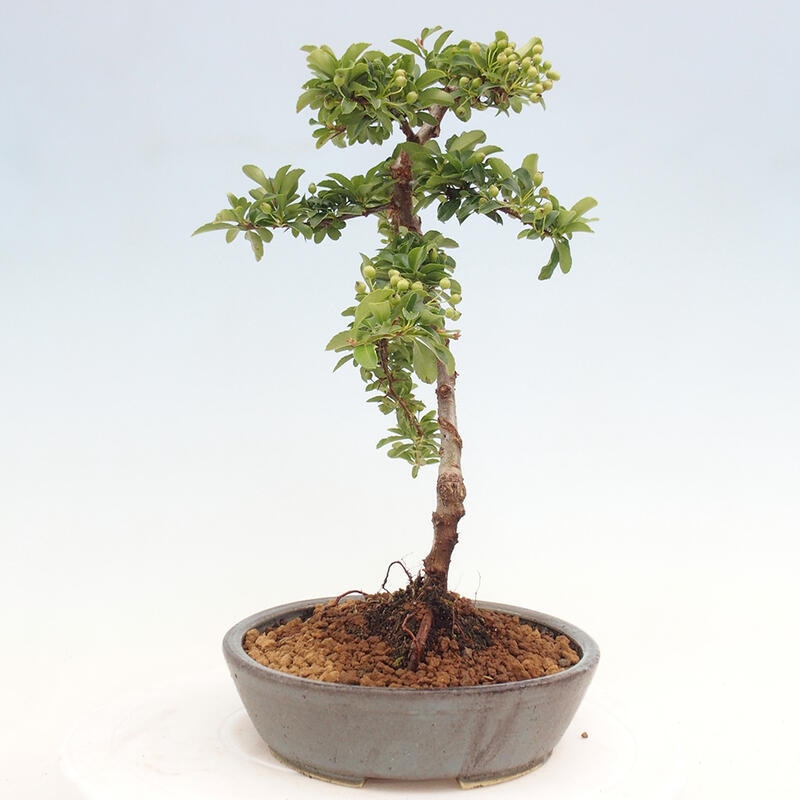 Vonkajší bonsai - Pyracantha tetón - Hlohyňa šarlátová