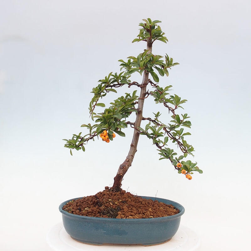 Vonkajší bonsai - Pyracantha tetón - Hlohyňa šarlátová