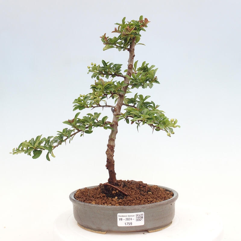 Vonkajší bonsai - Pyracantha tetón - Hlohyňa šarlátová