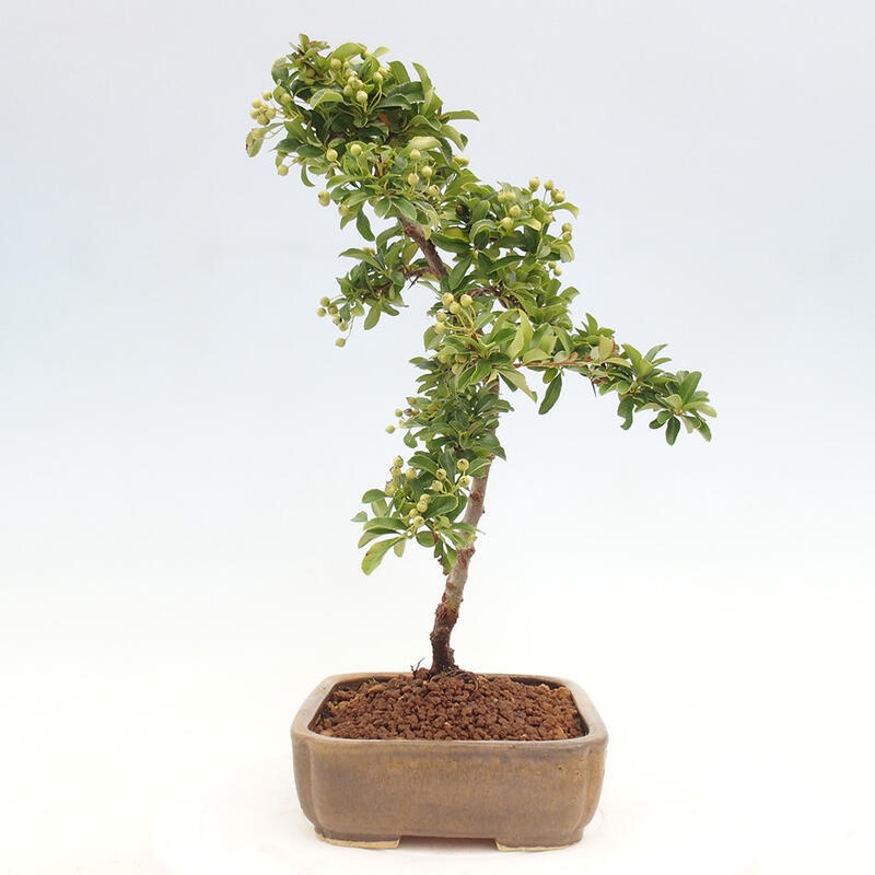 Vonkajší bonsai - Pyracantha tetón - Hlohyňa šarlátová