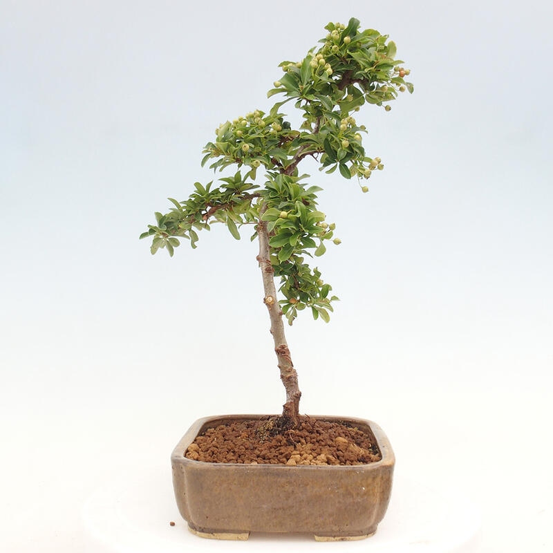 Vonkajší bonsai - Pyracantha tetón - Hlohyňa šarlátová