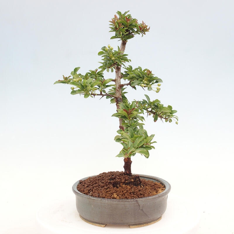 Vonkajší bonsai - Pyracantha tetón - Hlohyňa šarlátová