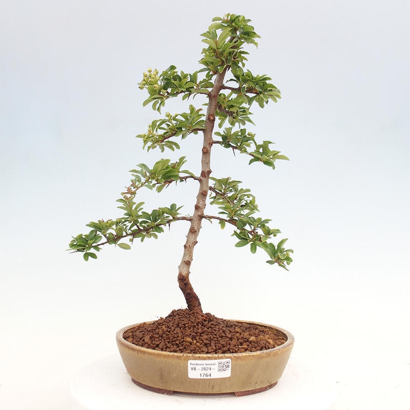 Vonkajší bonsai - Pyracantha tetón - Hlohyňa šarlátová