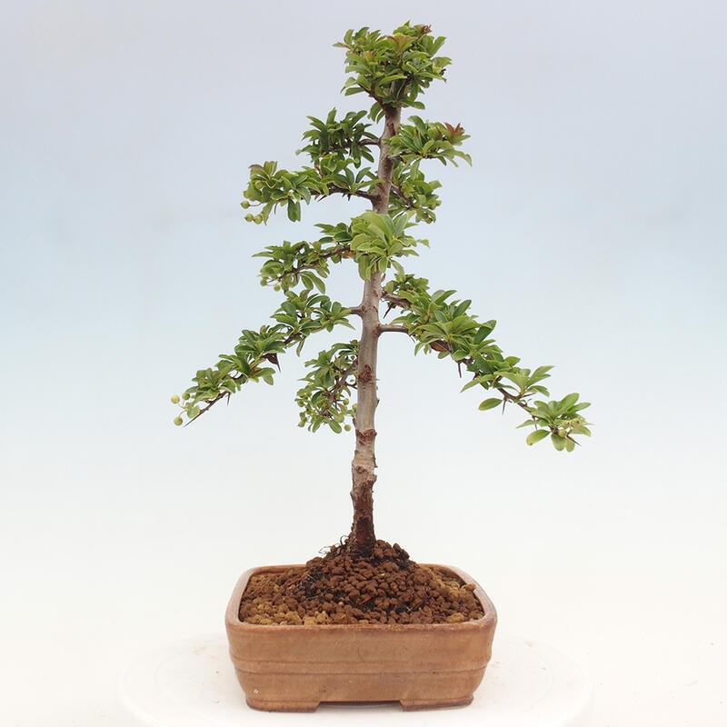 Vonkajší bonsai - Pyracantha tetón - Hlohyňa šarlátová