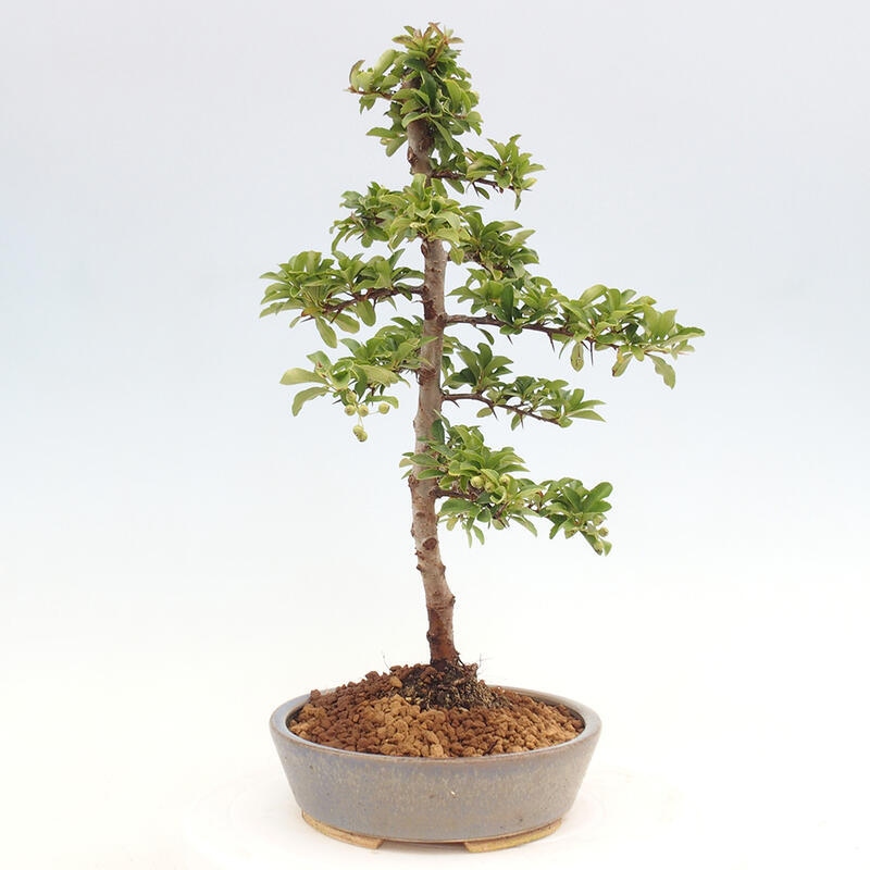 Vonkajší bonsai - Pyracantha tetón - Hlohyňa šarlátová