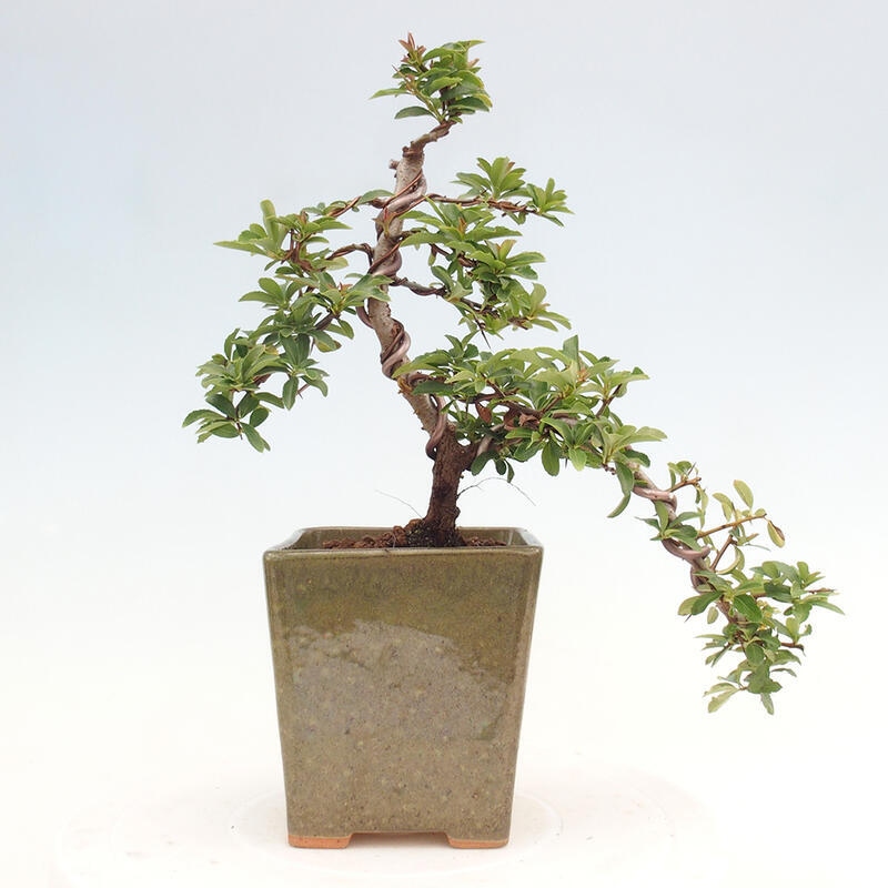 Vonkajší bonsai - Pyracantha tetón - Hlohyňa šarlátová