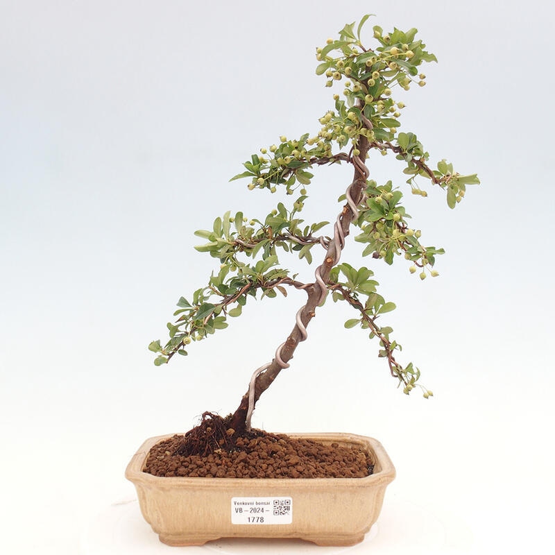 Vonkajší bonsai - Pyracantha tetón - Hlohyňa šarlátová