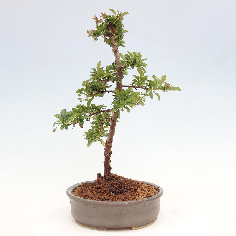 Vonkajší bonsai - Pyracantha tetón - Hlohyňa šarlátová