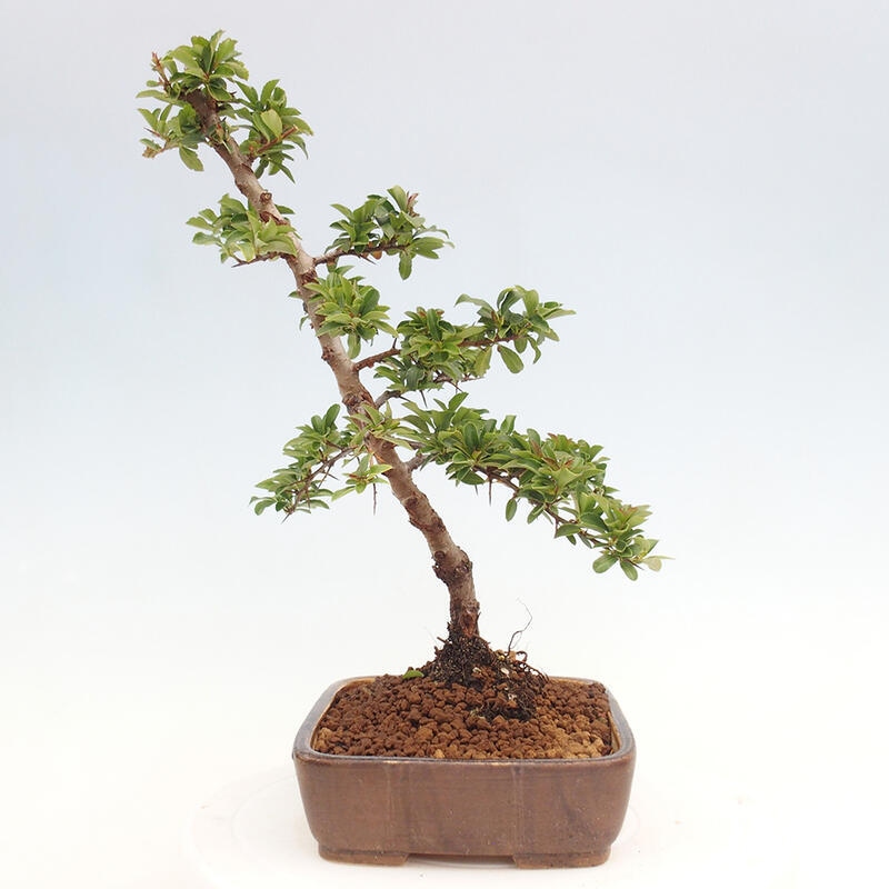 Vonkajší bonsai - Pyracantha tetón - Hlohyňa šarlátová