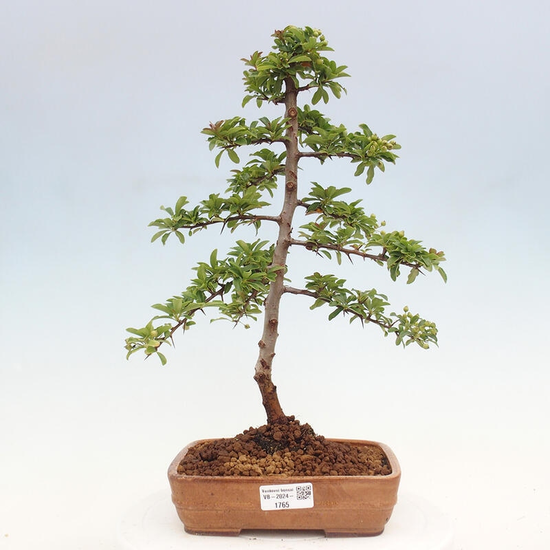 Vonkajší bonsai - Pyracantha tetón - Hlohyňa šarlátová